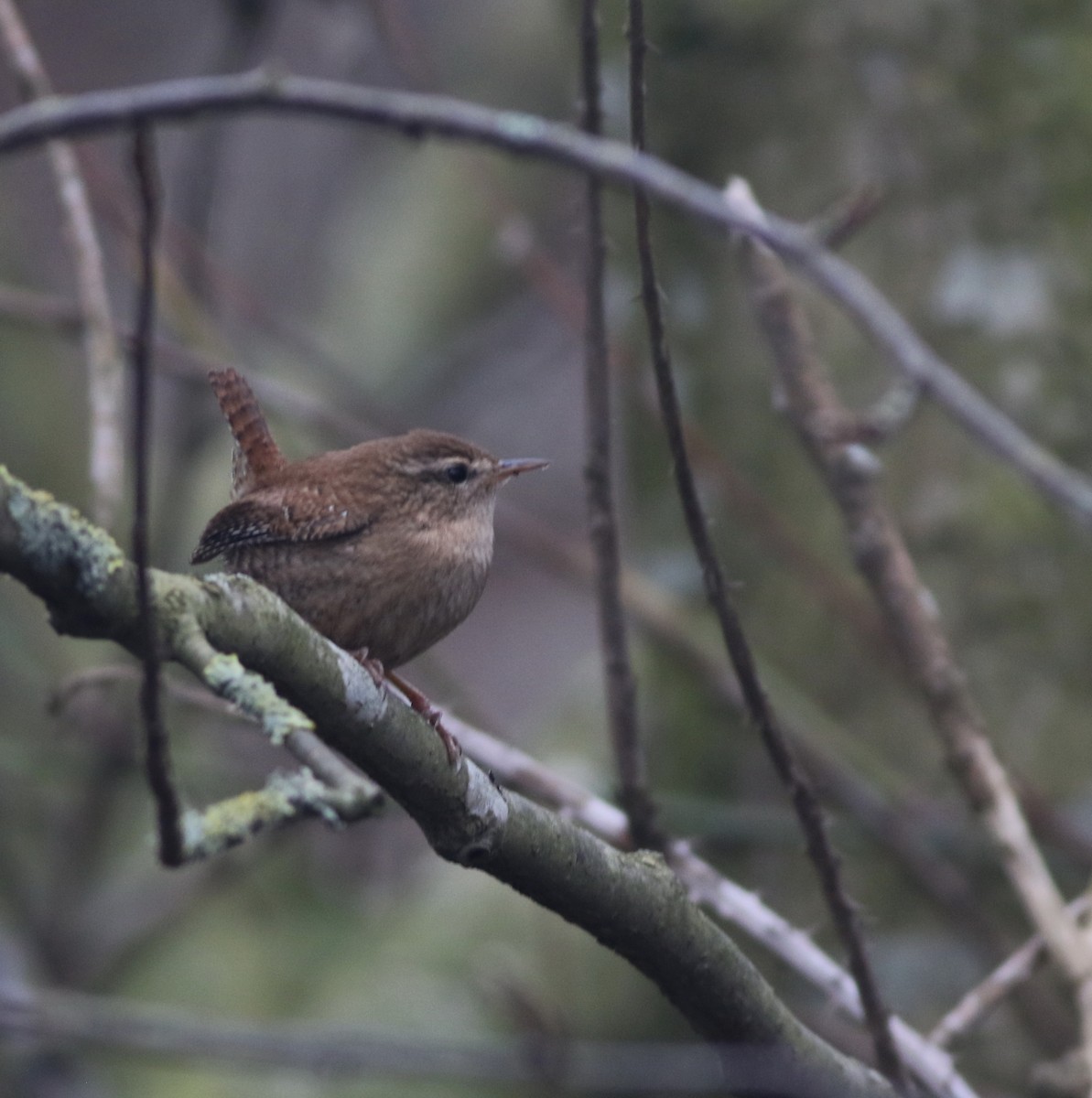 גדרון מובהק - ML646290530