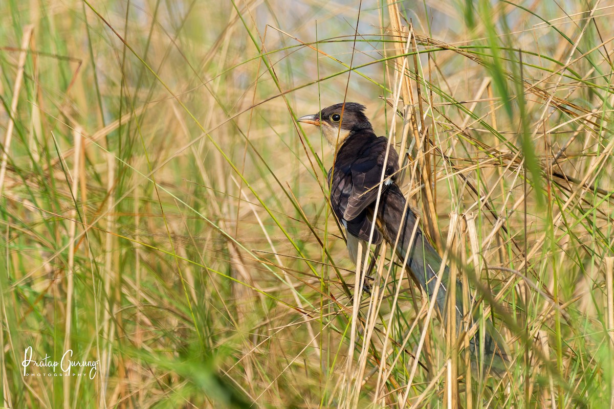 קוקיה עקודה - ML646290531