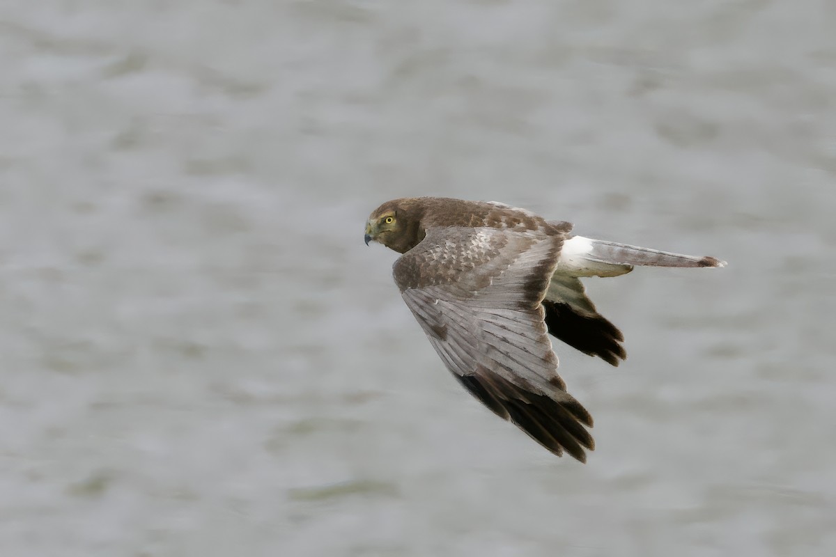 זרון אמריקני - ML646290532