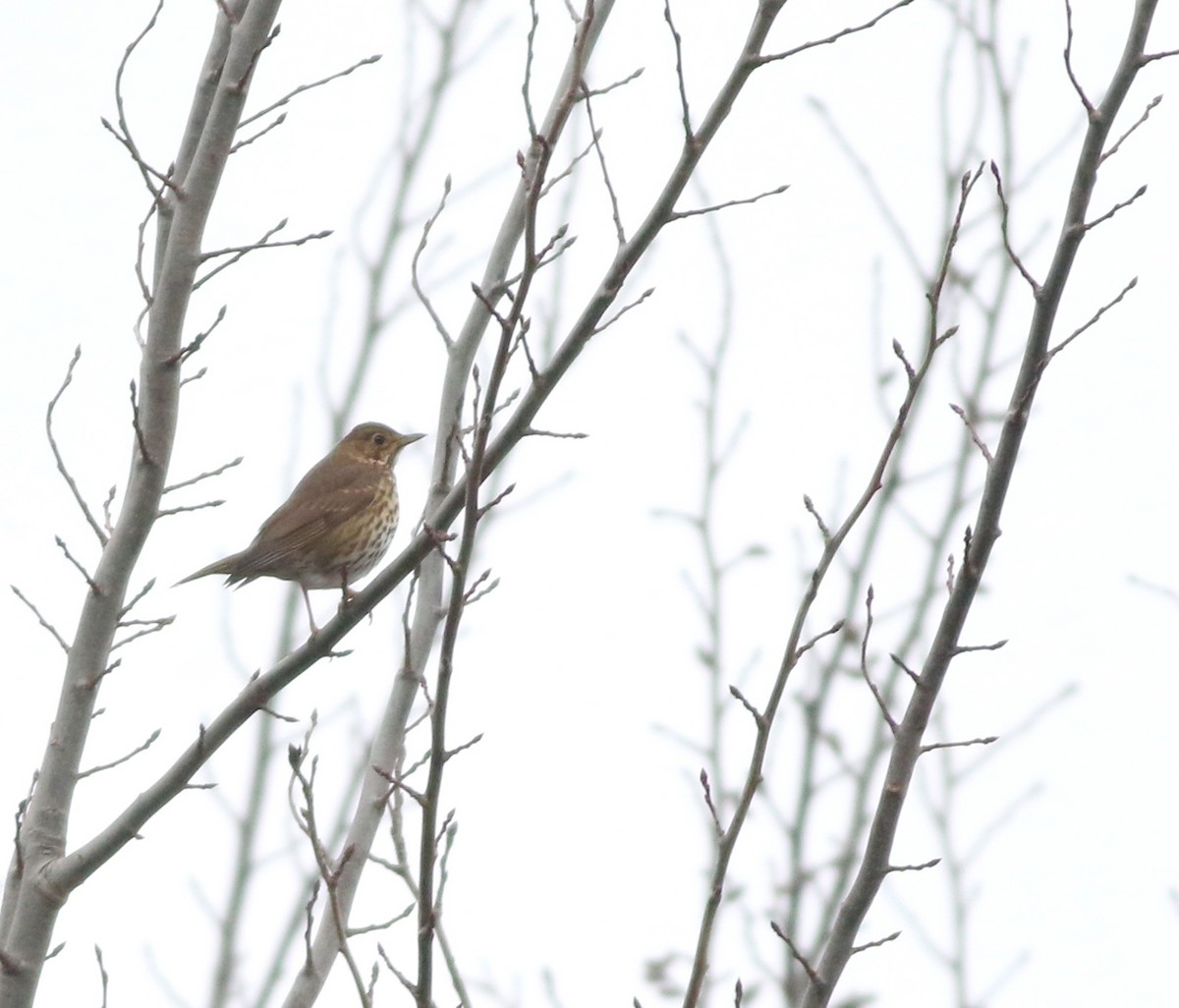קיכלי רונן - ML646290533