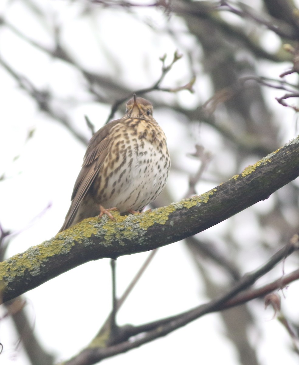 קיכלי רונן - ML646290534