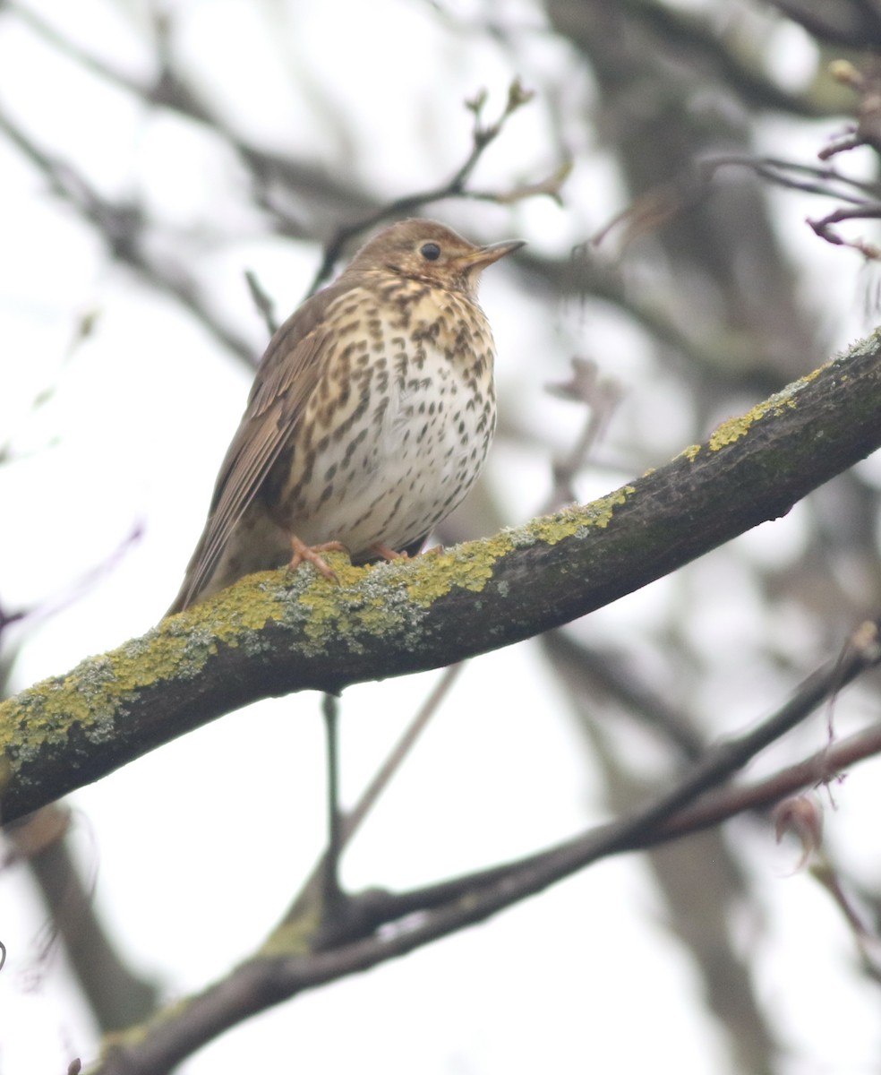 קיכלי רונן - ML646290535