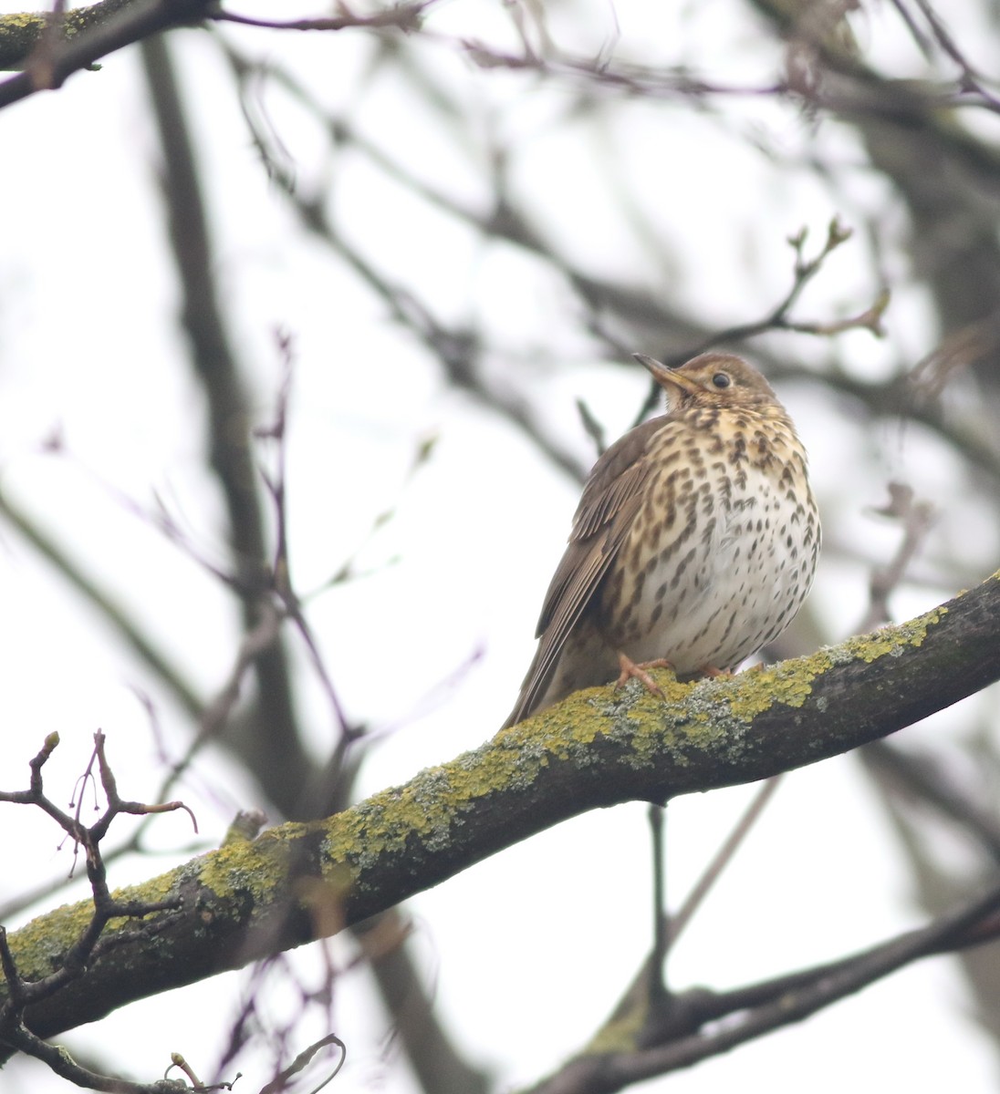 קיכלי רונן - ML646290536