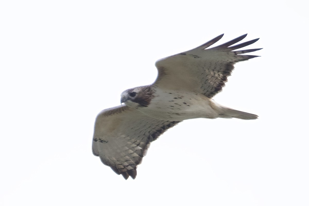 Red-tailed Hawk - ML646290538