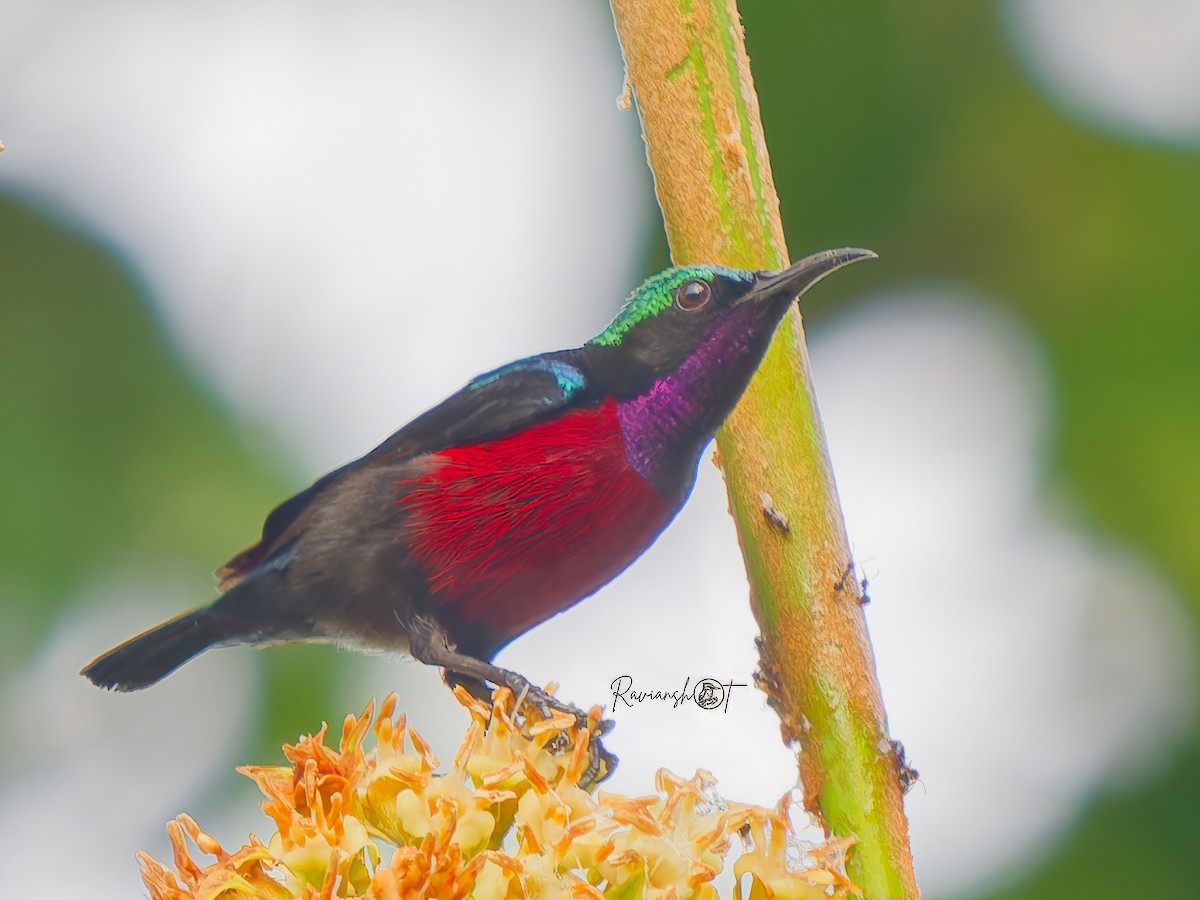 Van Hasselt's Sunbird - ML646290539