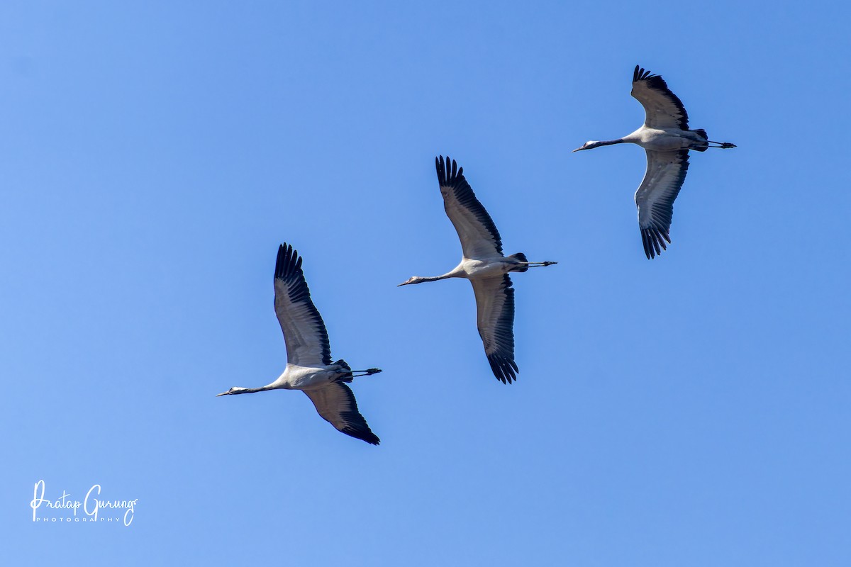 Common Crane - ML646290540