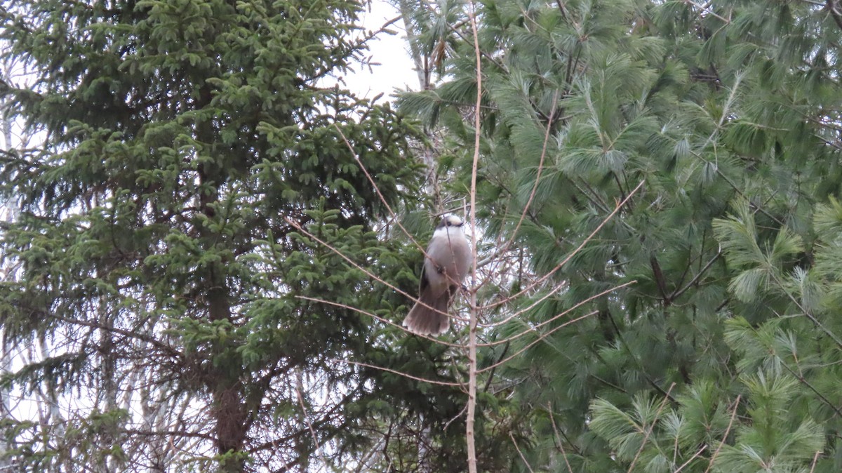 Canada Jay - ML646290543