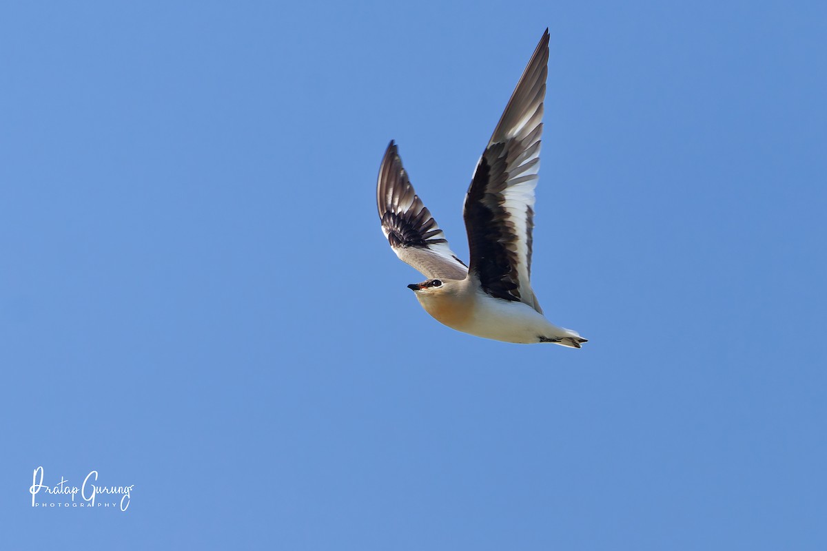 Small Pratincole - ML646290555