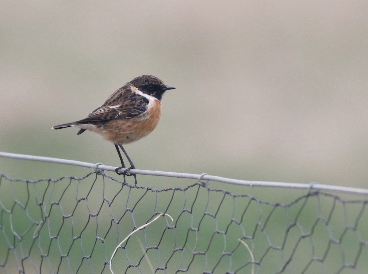 European Stonechat - ML646290556