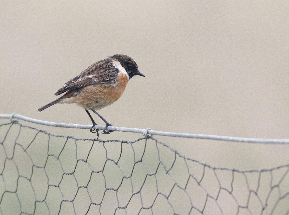 European Stonechat - ML646290557