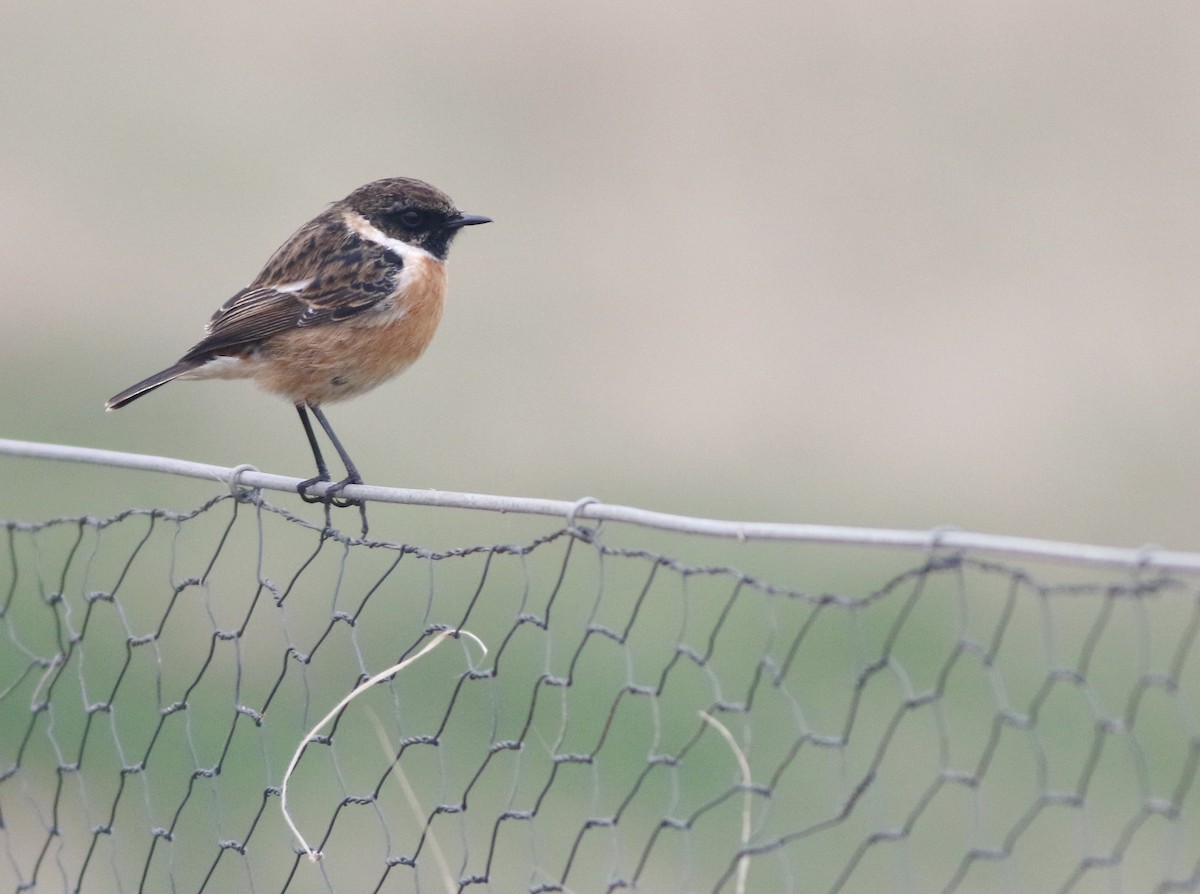 European Stonechat - ML646290558