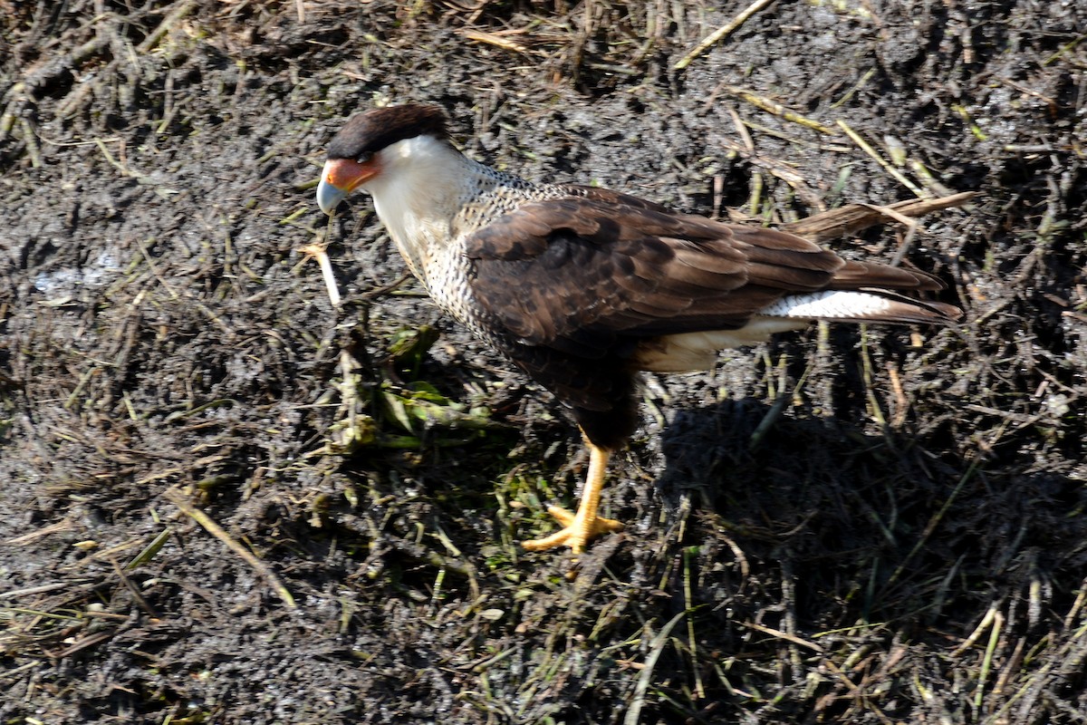 Crested Caracara - ML646290561