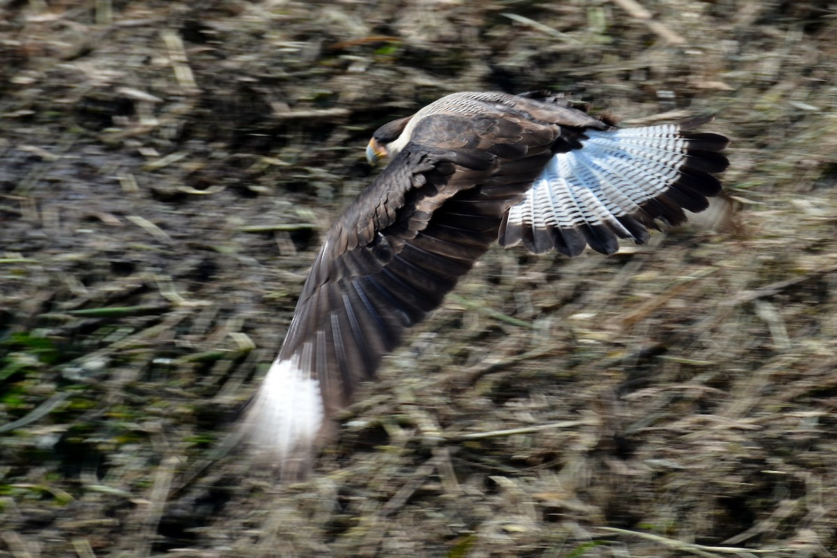 Crested Caracara - ML646290567