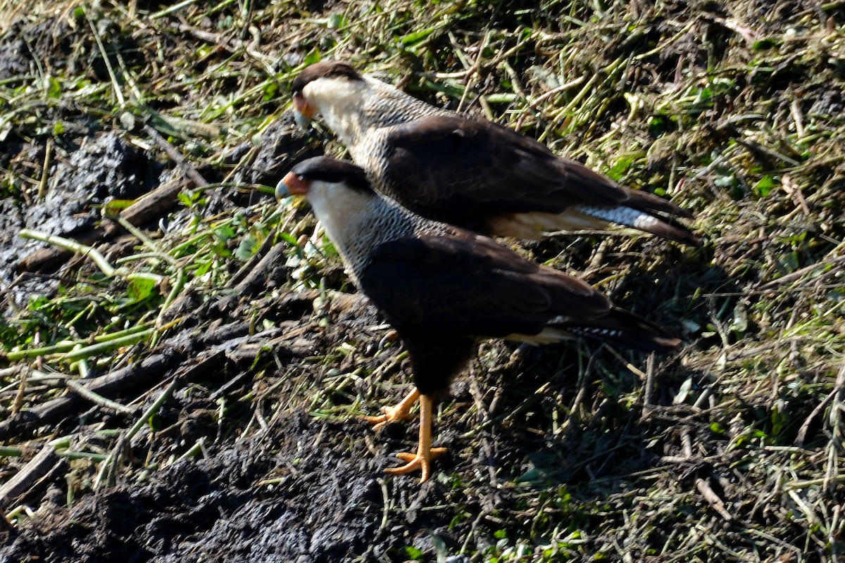 Crested Caracara - ML646290570