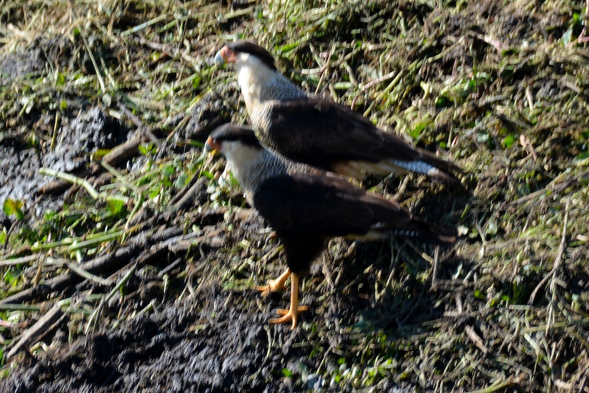 Crested Caracara - ML646290571