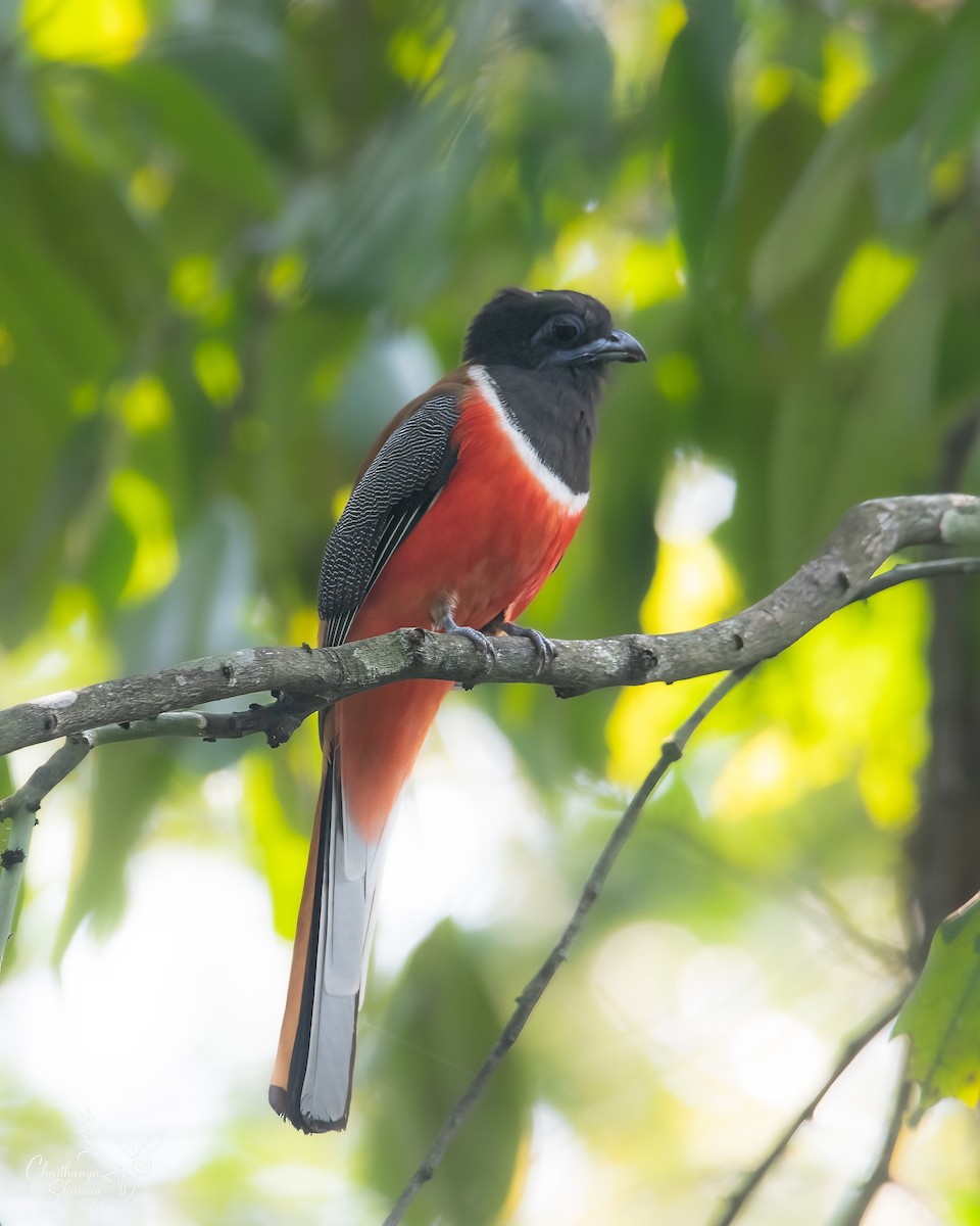 Malabar Trogon - ML646290576