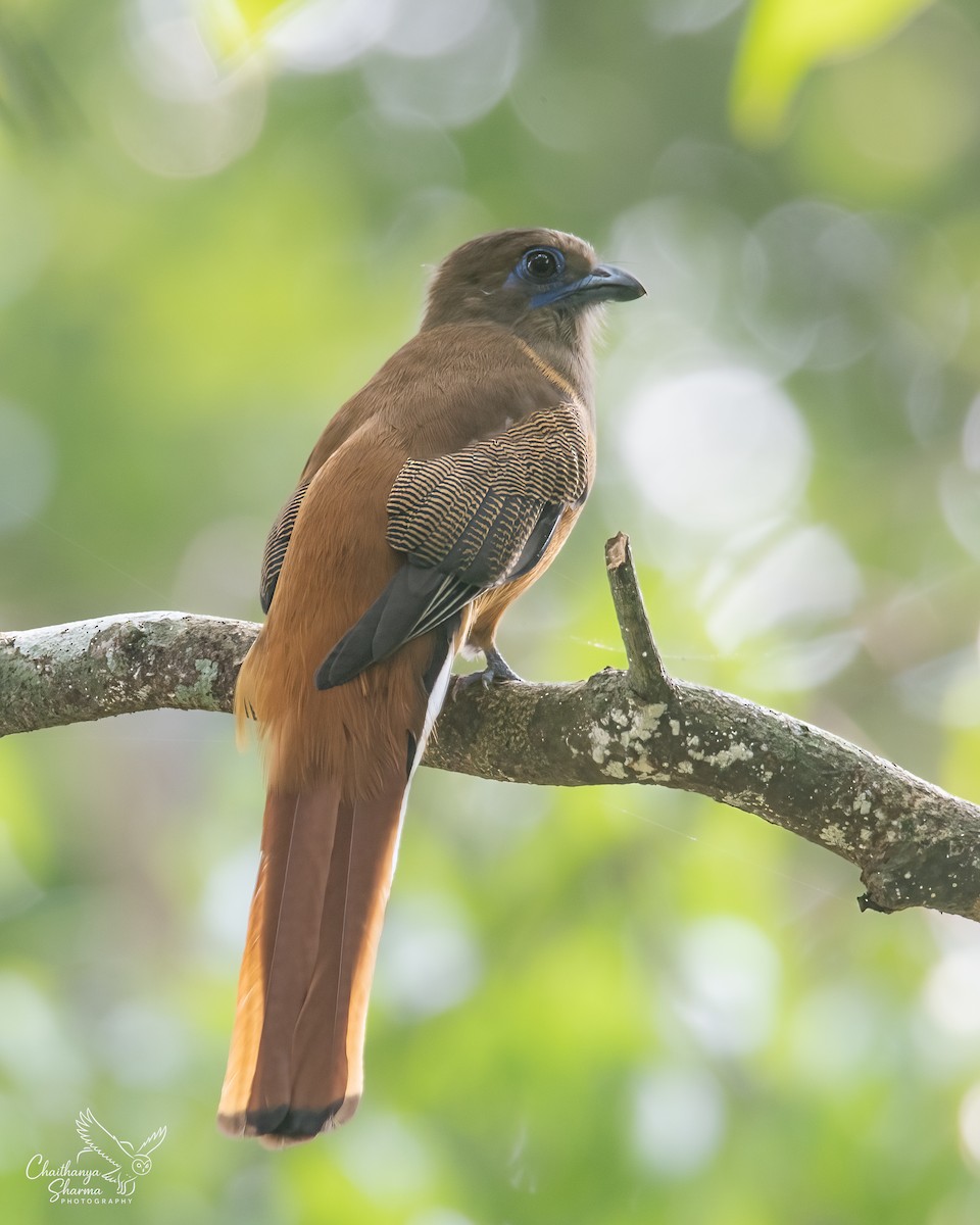 Malabar Trogon - ML646290577