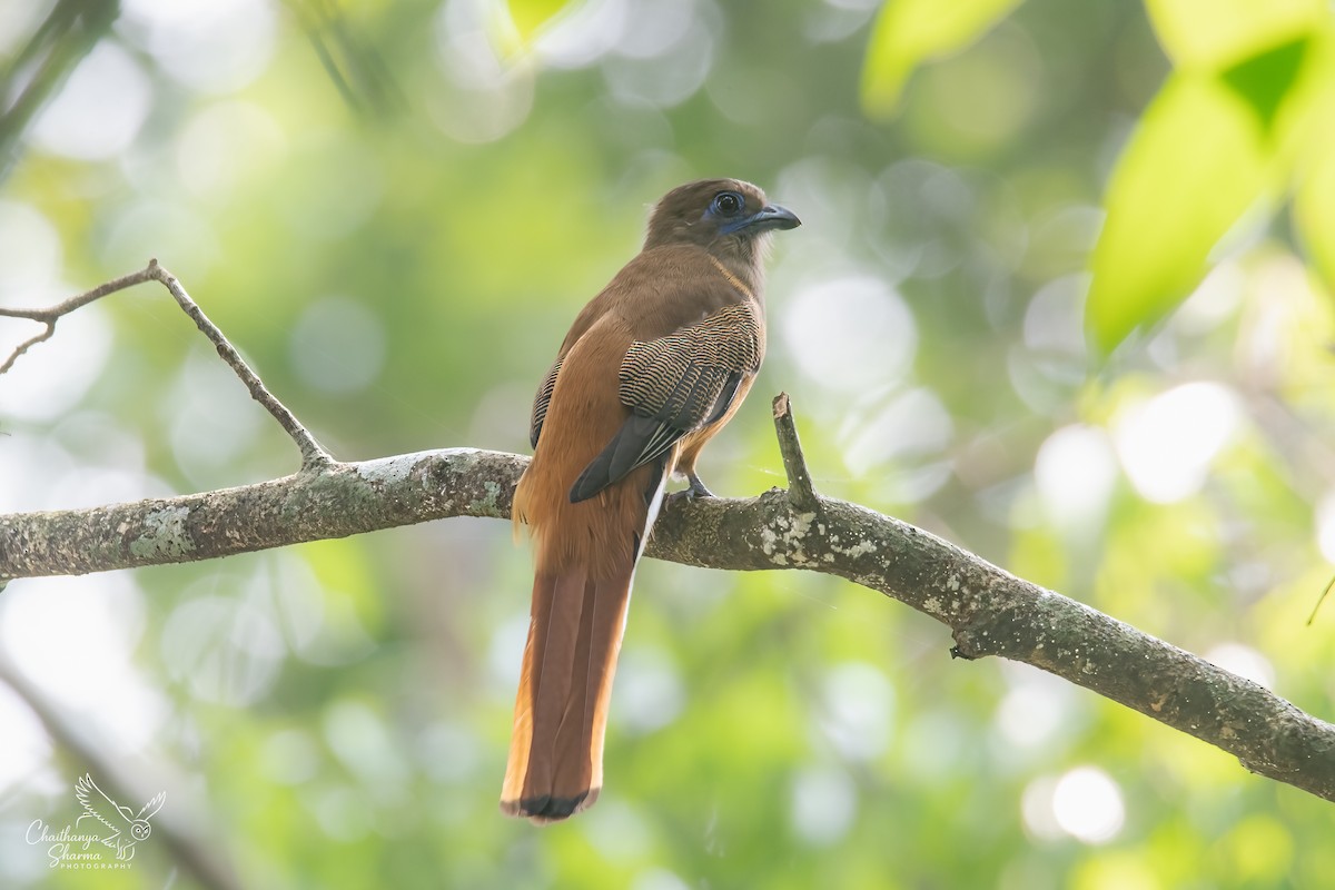 Malabar Trogon - ML646290579