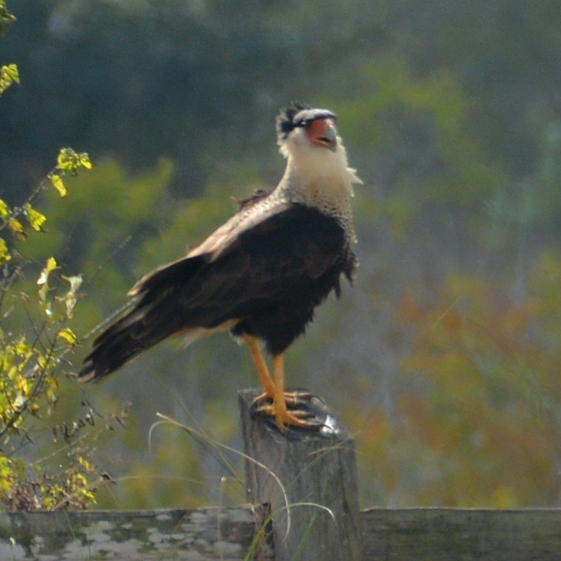 Crested Caracara - ML646290580