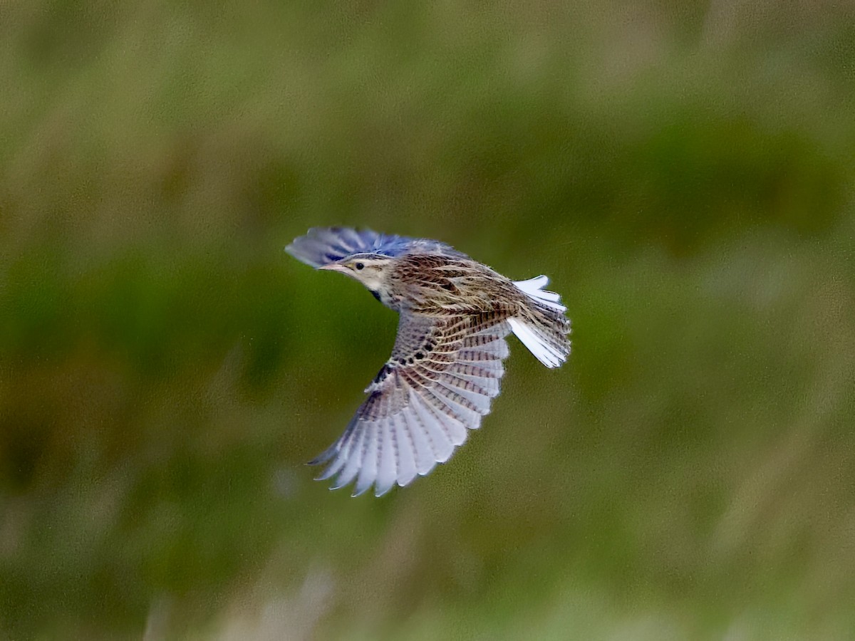 Sturnelle des prés - ML646290586