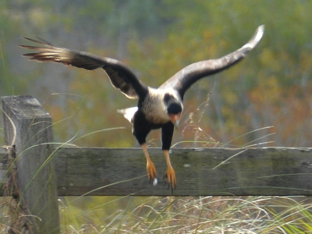 Crested Caracara - ML646290587