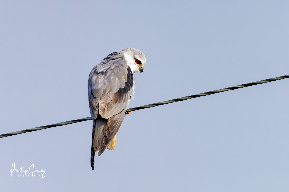 Black-winged Kite - ML646290588