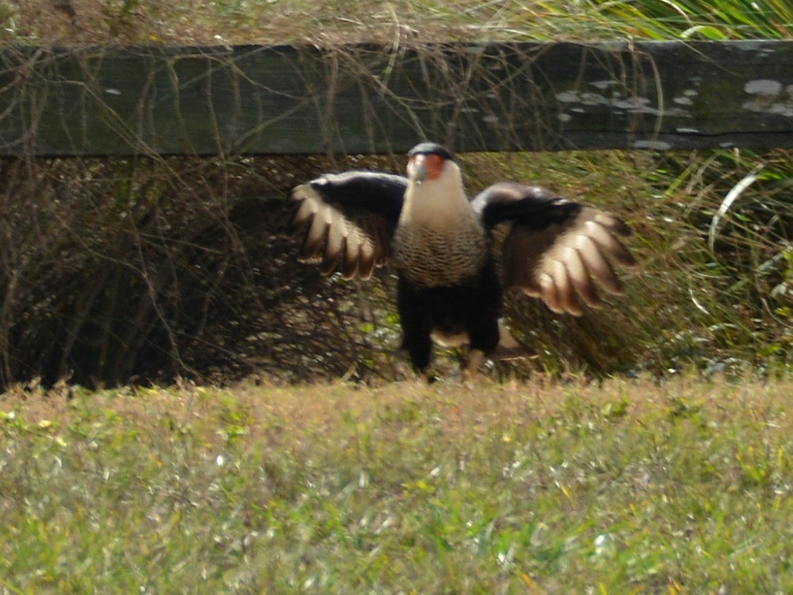 Crested Caracara - ML646290589