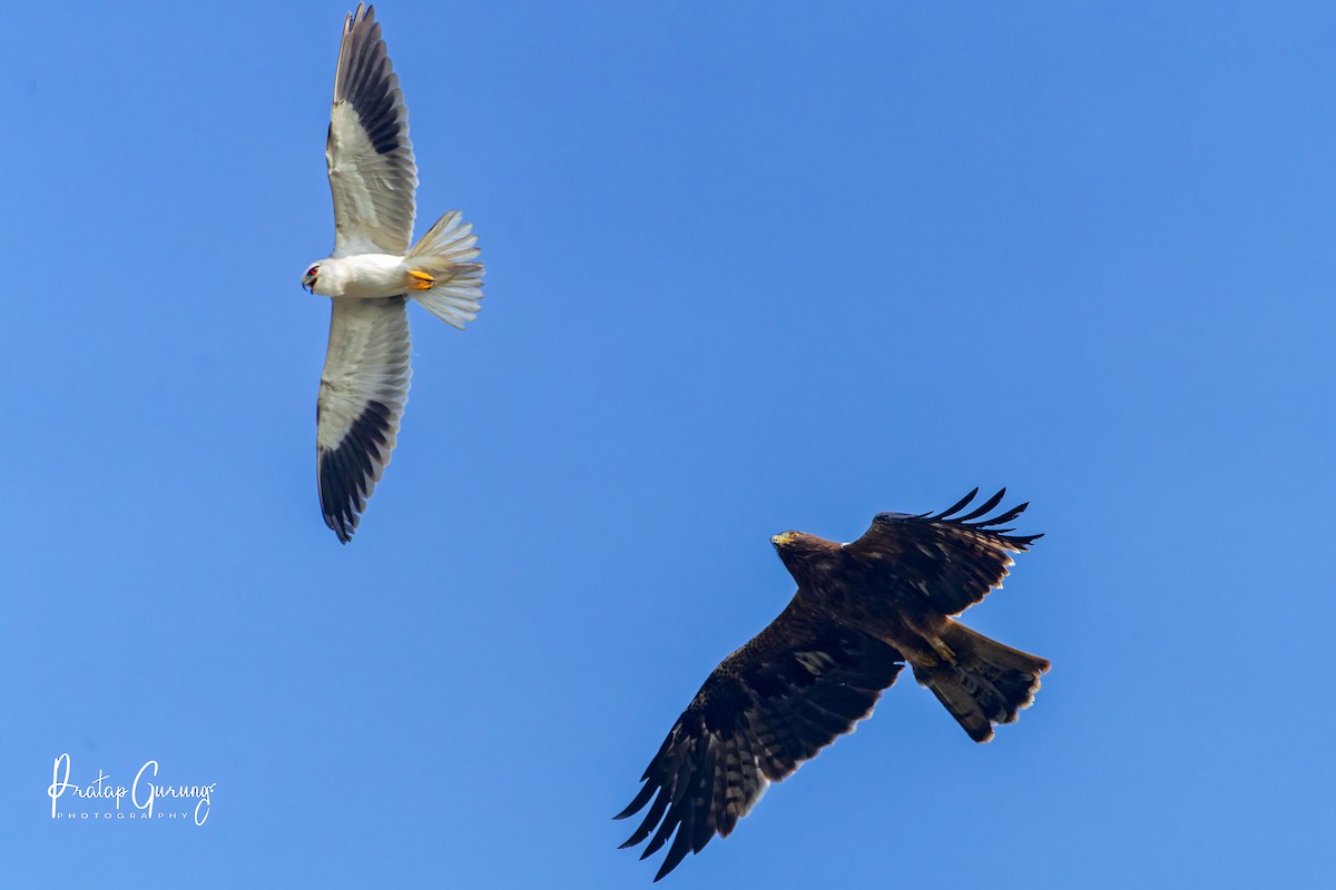 Booted Eagle - ML646290591