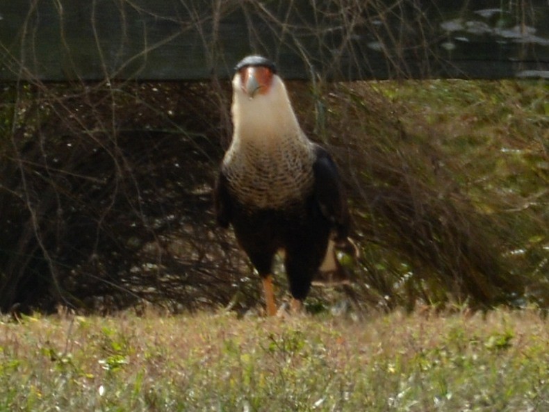 Crested Caracara - ML646290598