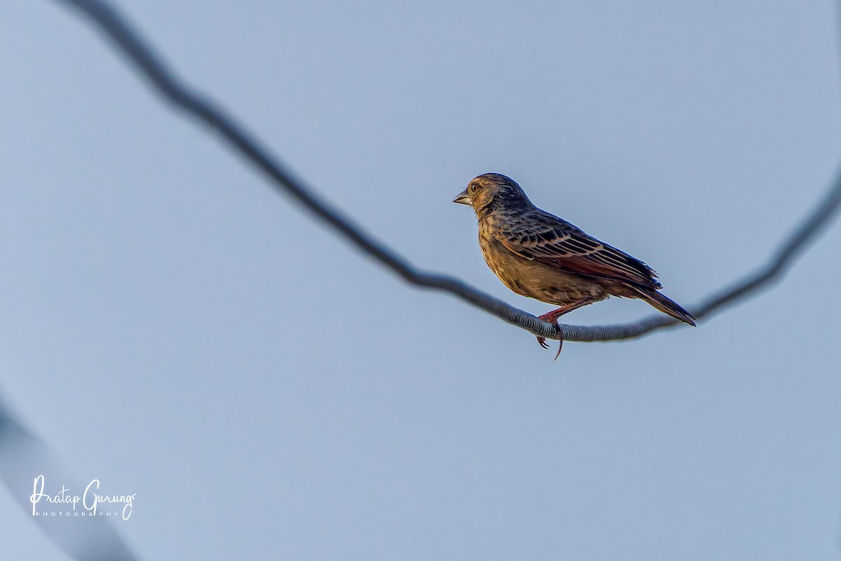 Bengal Bushlark - ML646290600
