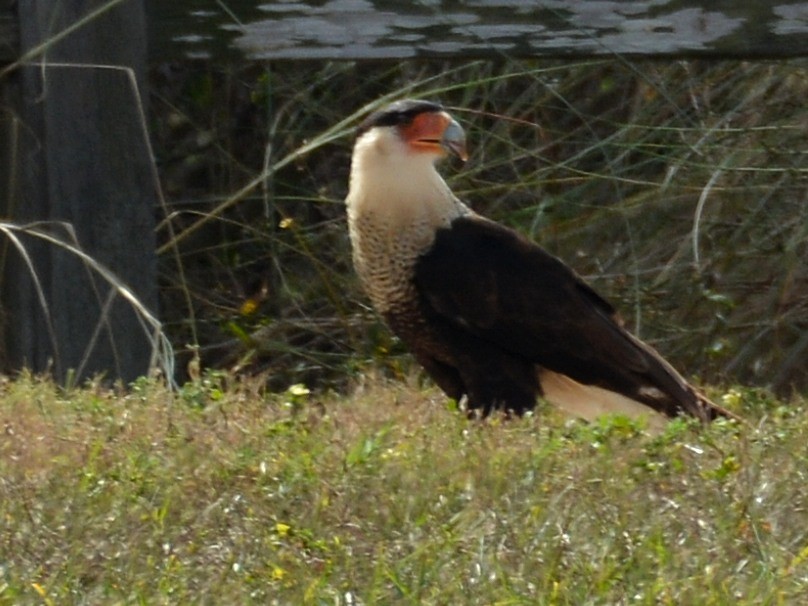 Crested Caracara - ML646290601