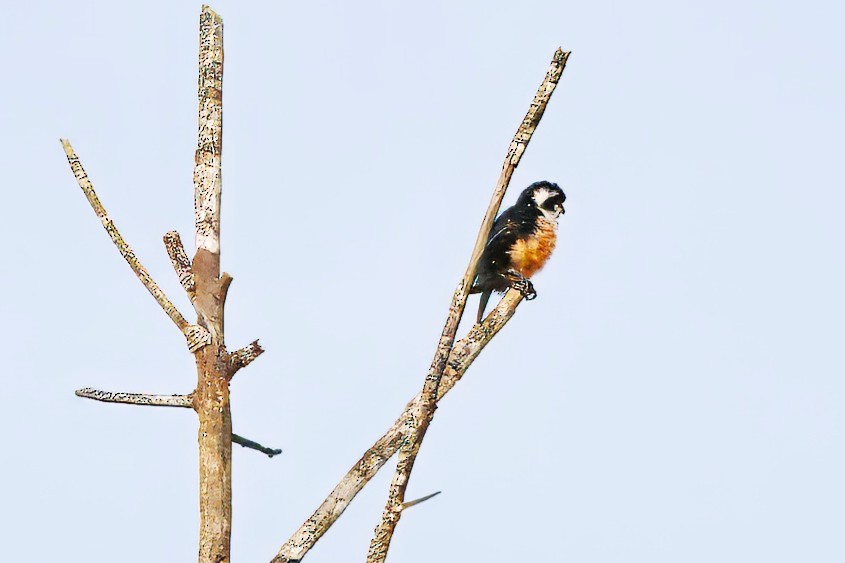 Black-thighed Falconet - ML646290603
