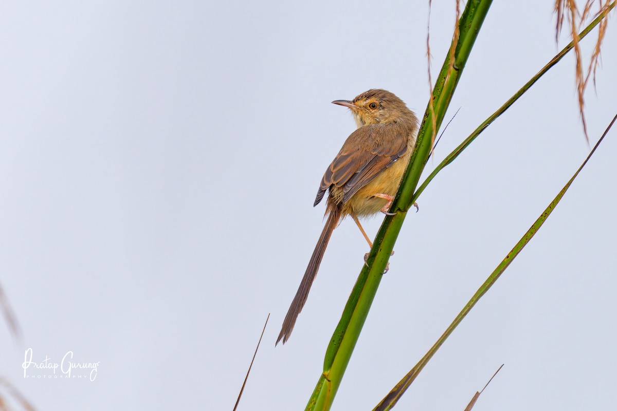 Plain Prinia - ML646290608