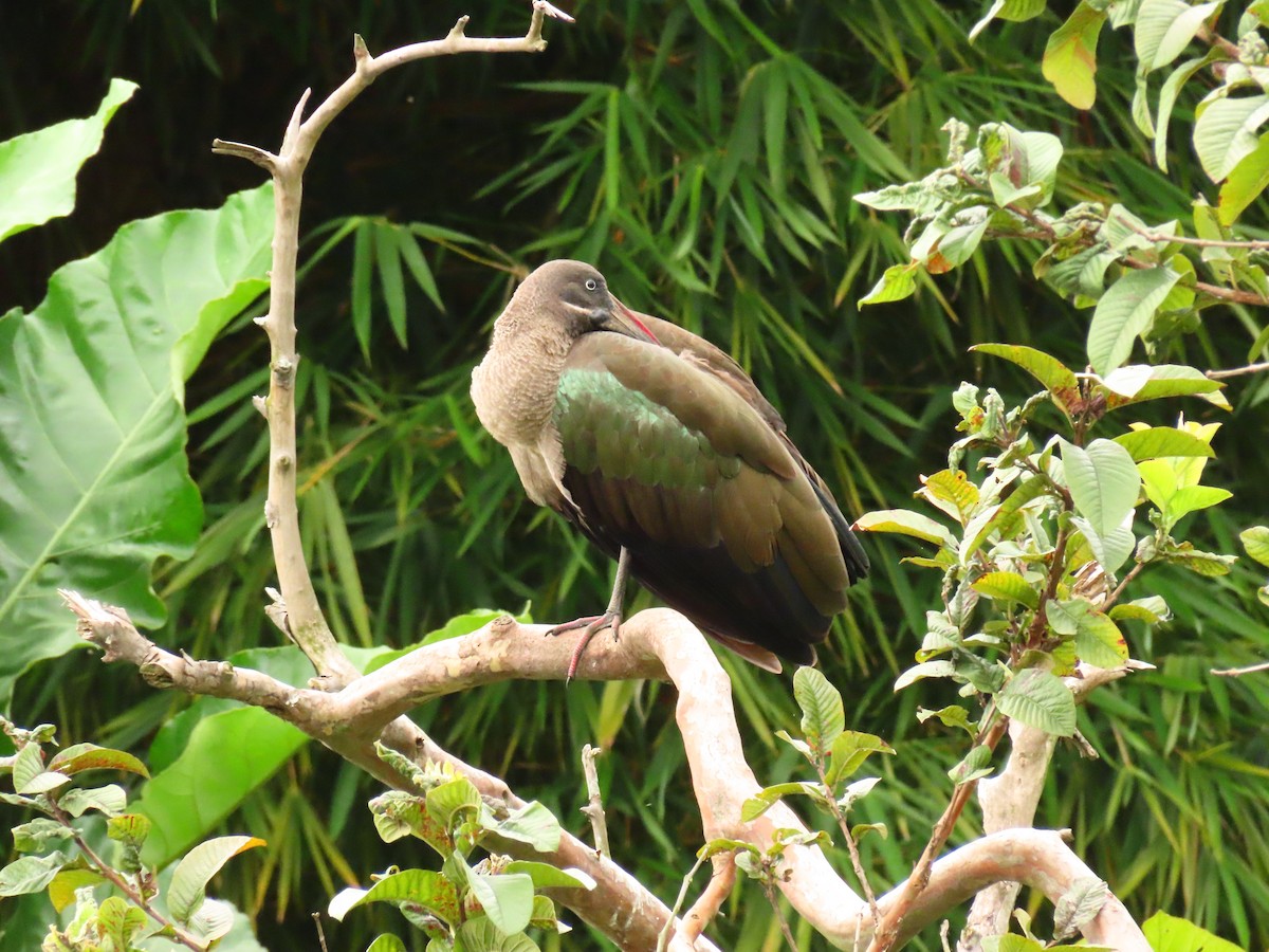 Hadada Ibis - ML646290612