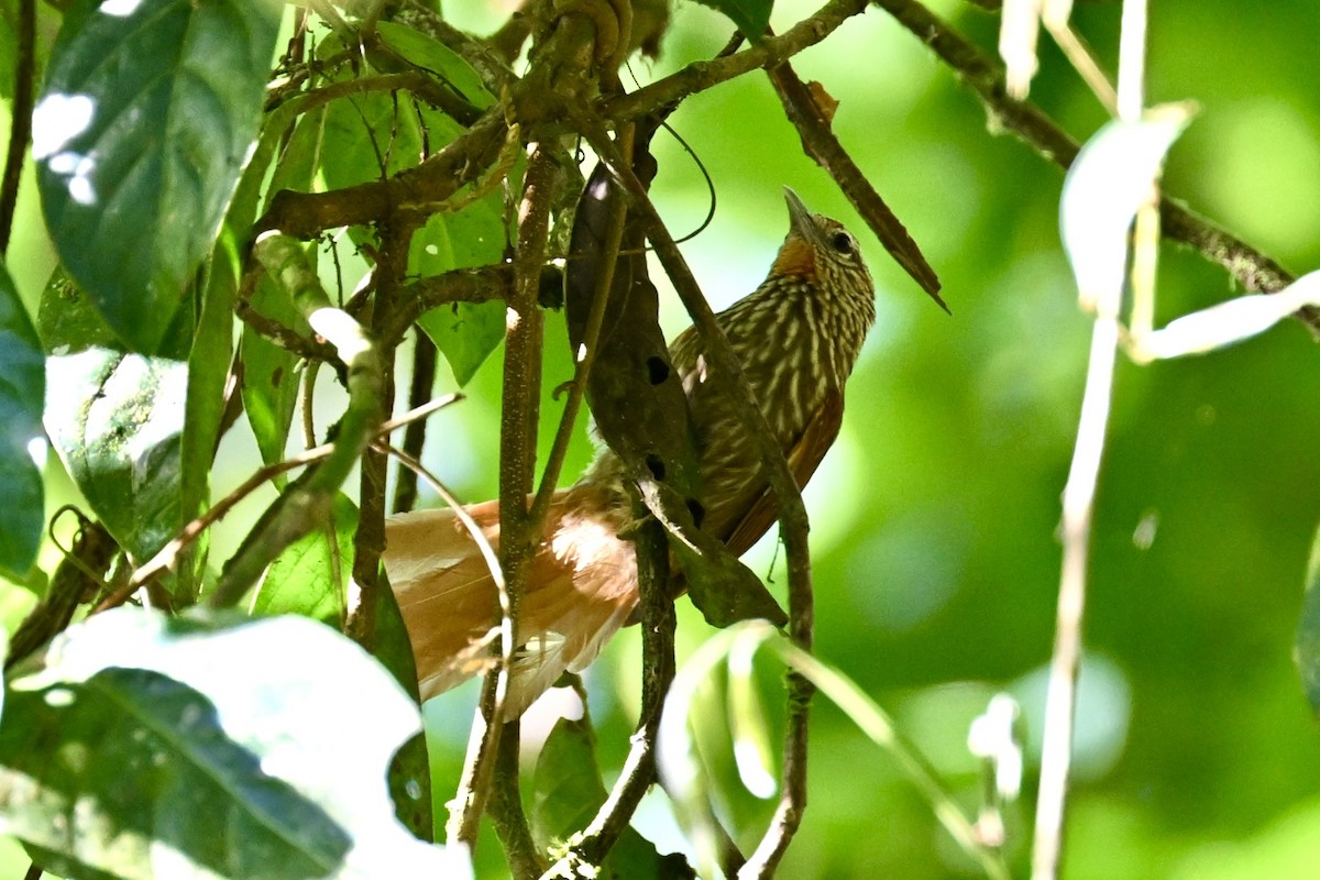 Striated Softtail - ML646290613