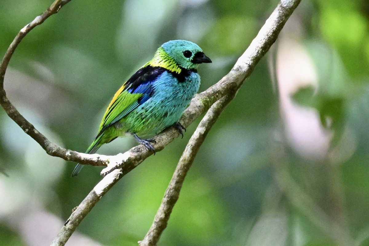 Green-headed Tanager - ML646290618