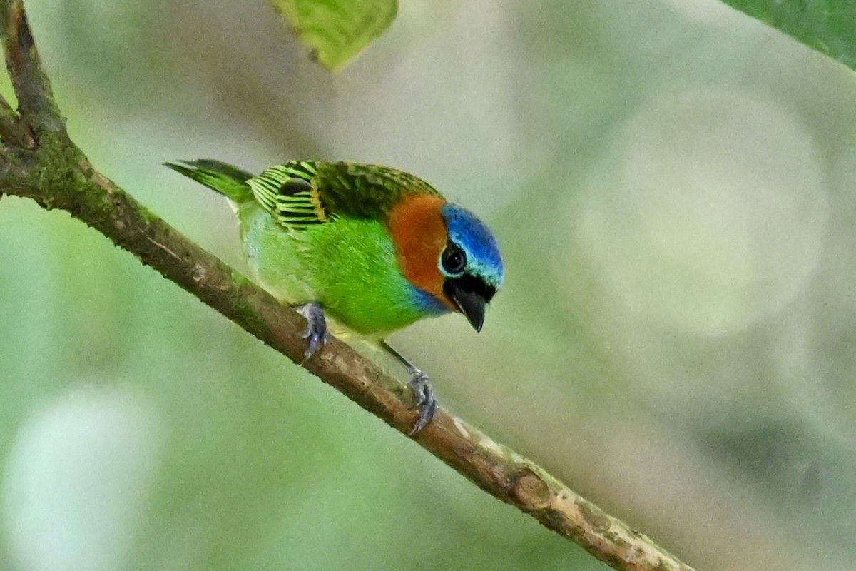 Red-necked Tanager - ML646290621