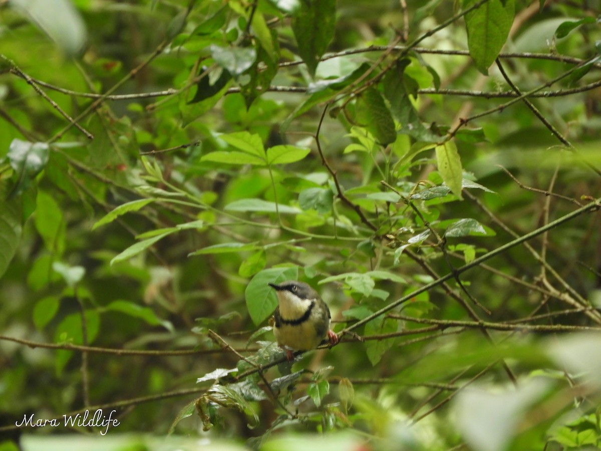 Bar-throated Apalis - ML646290622