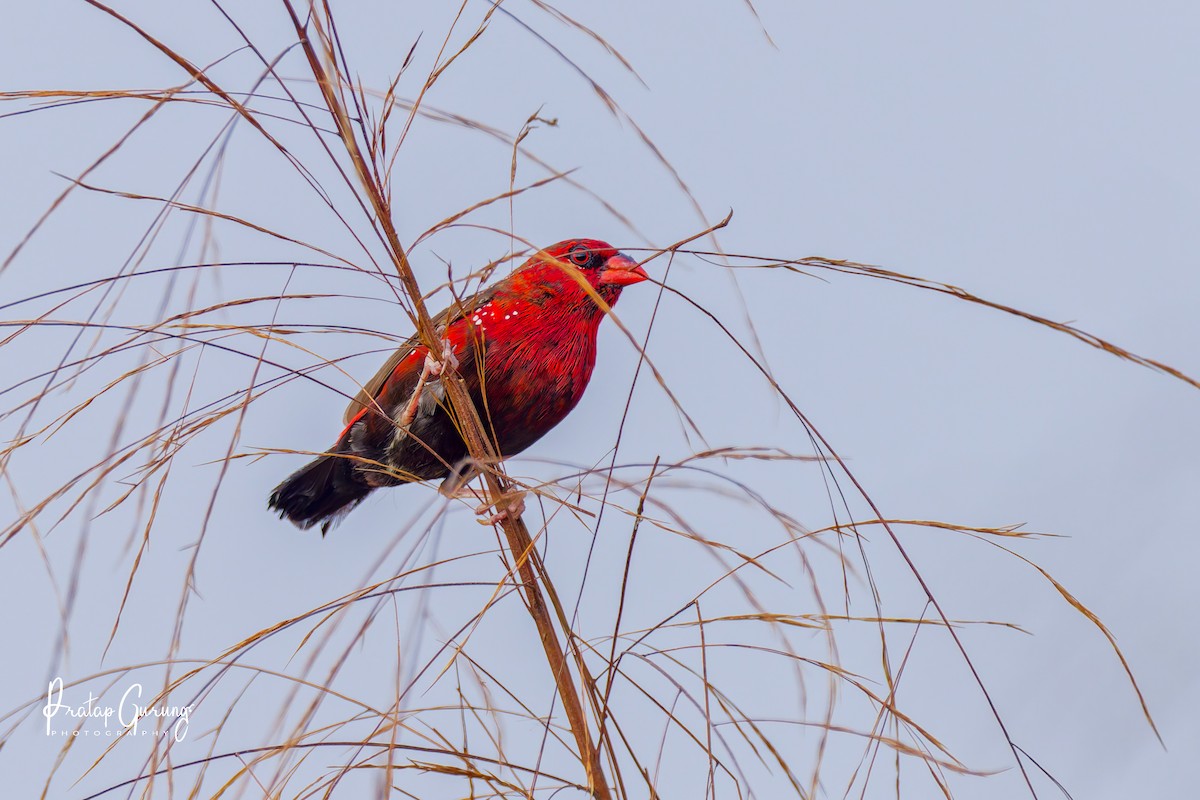 Red Avadavat - ML646290623