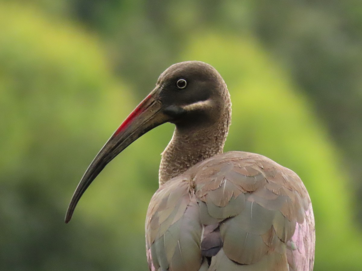 Hadada Ibis - ML646290624