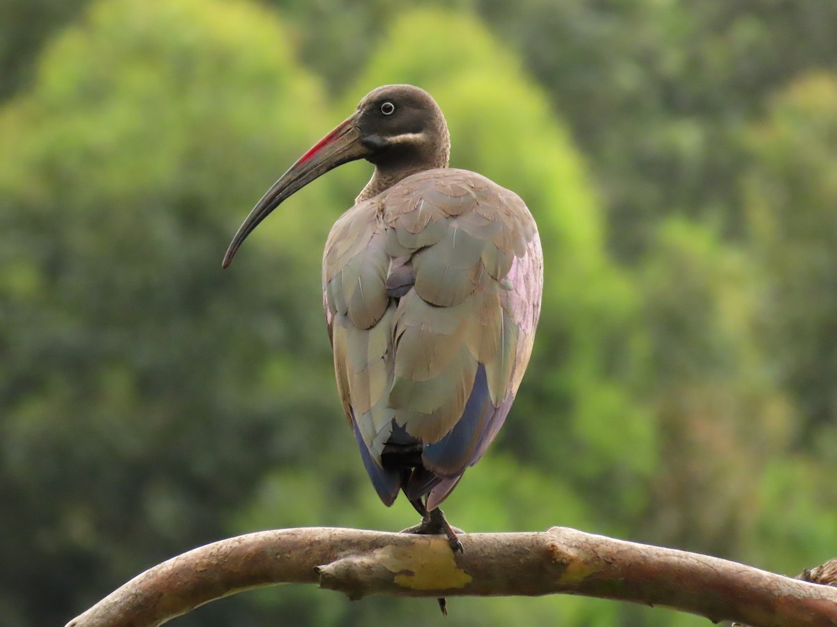 Hadada Ibis - ML646290625