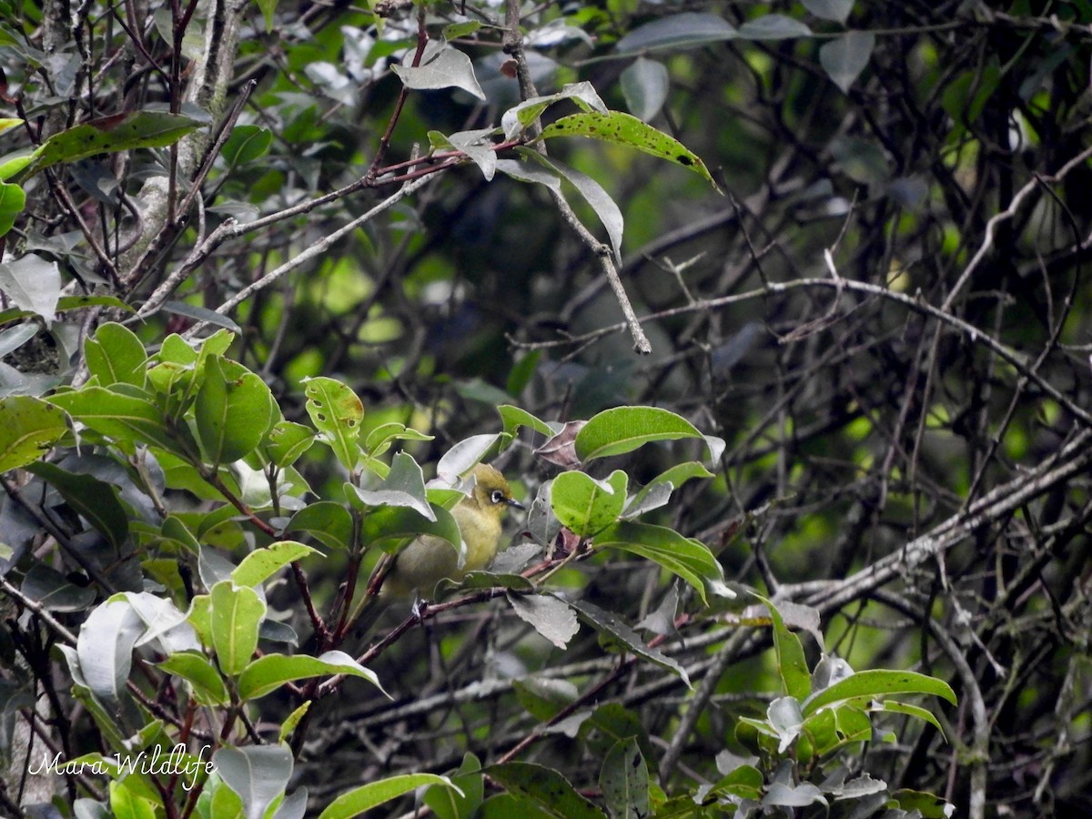 Cape White-eye - ML646290627
