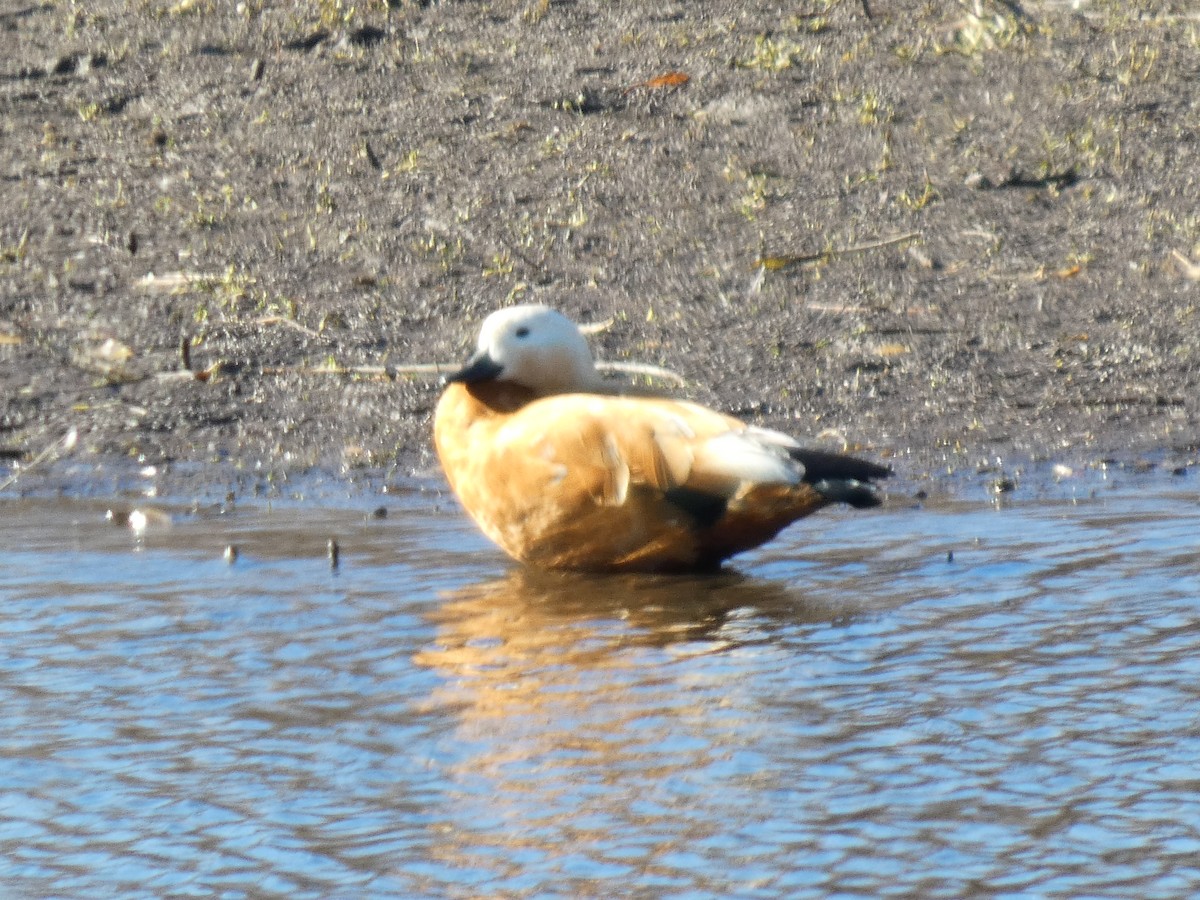 瀆鳧 - ML646290628