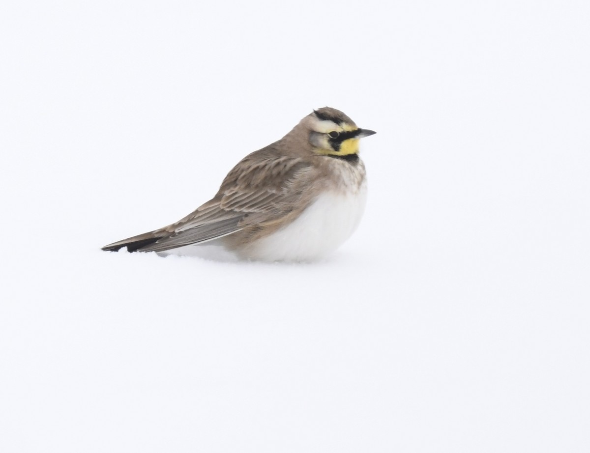 Horned Lark - ML646290629