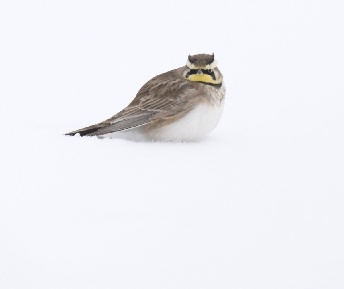 Horned Lark - ML646290630