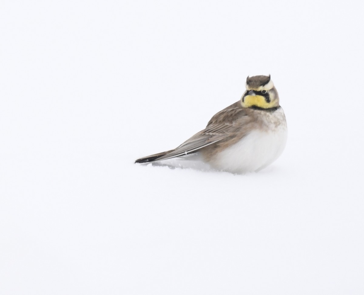 Horned Lark - ML646290631