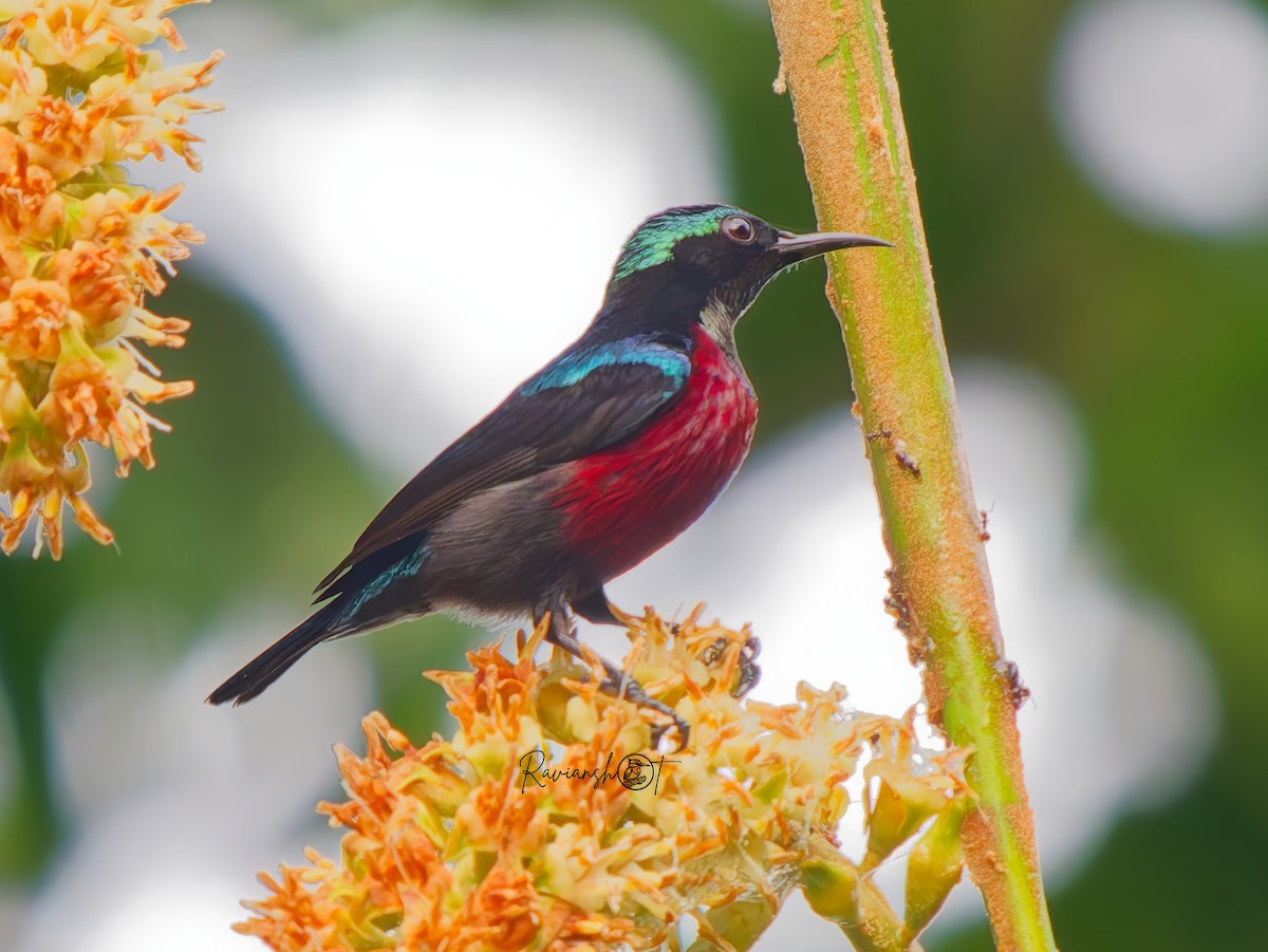 Van Hasselt's Sunbird - ML646290632