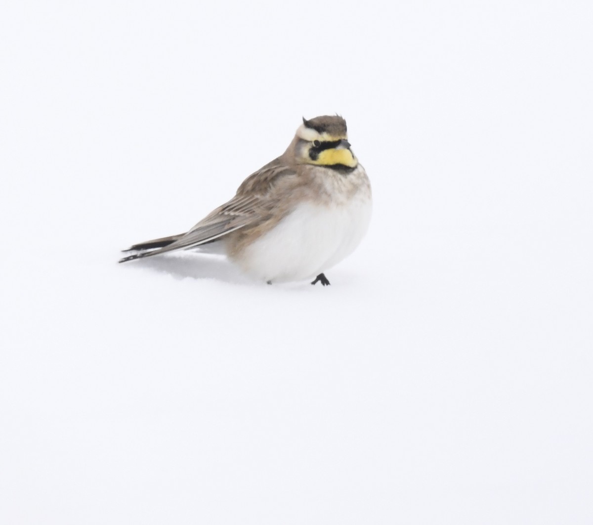 Horned Lark - ML646290634