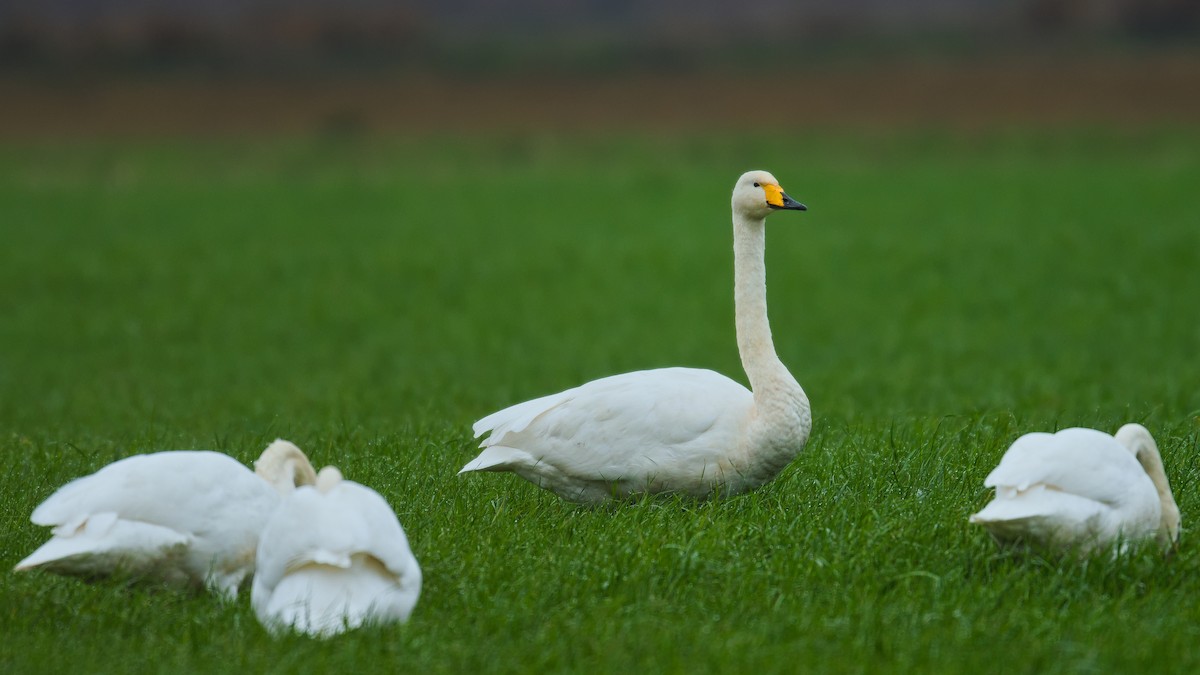 Whooper Swan - ML646290635