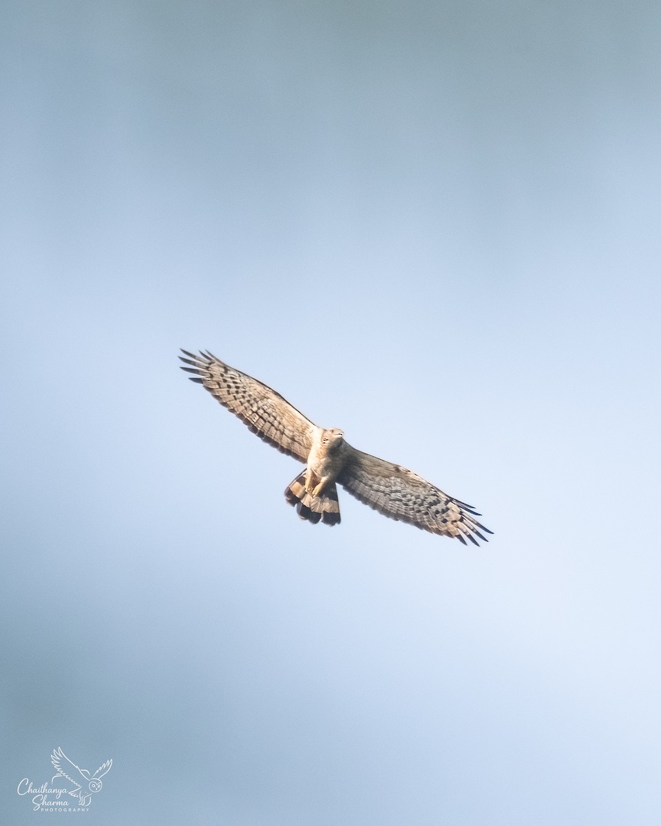 Oriental Honey-buzzard - ML646290636